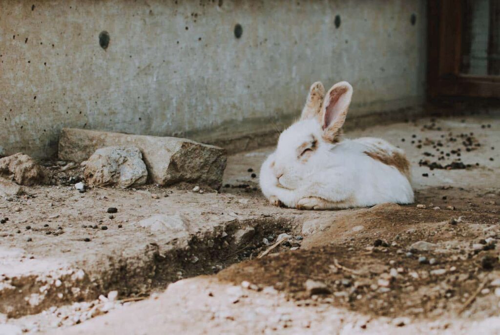 Do Rabbits Sleep With Their Eyes Open? Things You Must Know