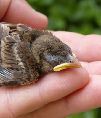 What Happens If A Baby Bird Died In The Nest