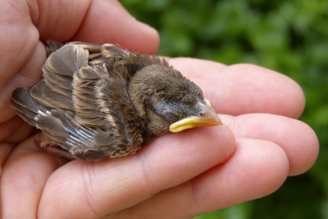 What Happens If A Baby Bird Died In The Nest