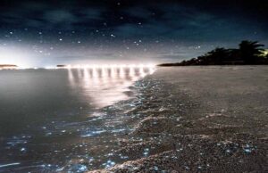 Why Does Maldives Beach Glow at Night