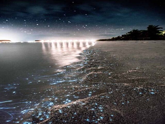 Why Does Maldives Beach Glow at Night