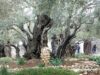 Why is the Garden of Gethsemane Important