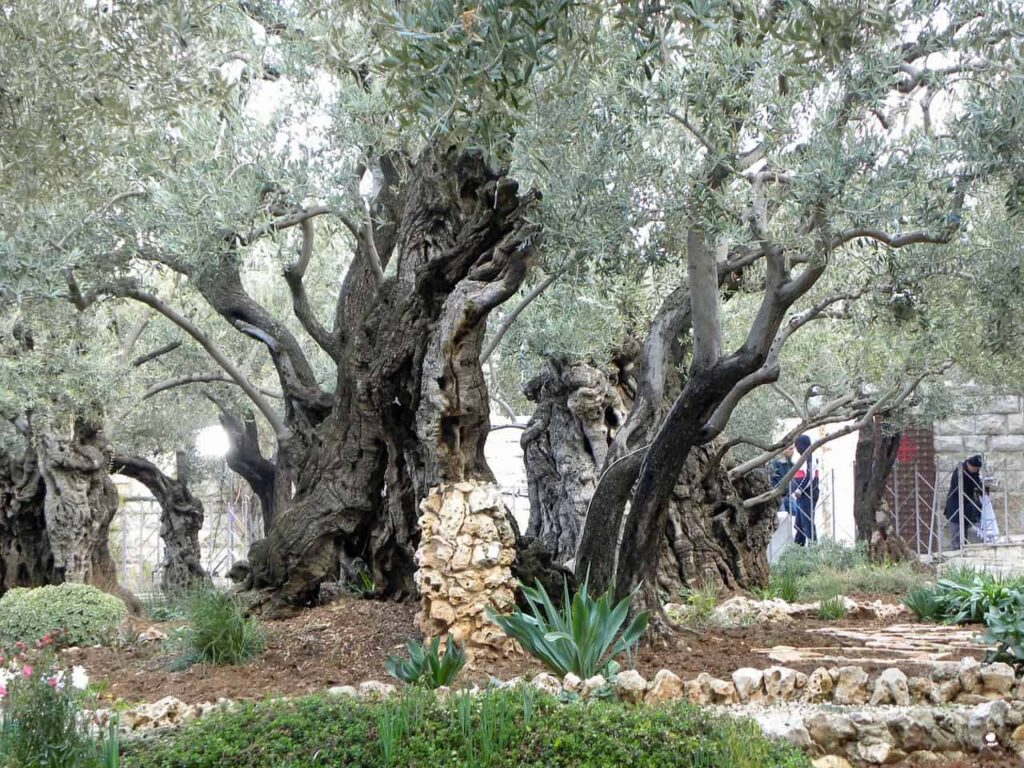 Why is the Garden of Gethsemane Important – A Guide - South Slope News