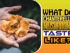 What Do Chanterelle Mushrooms Taste Like
