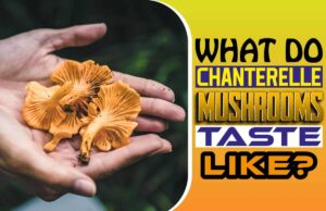 What Do Chanterelle Mushrooms Taste Like