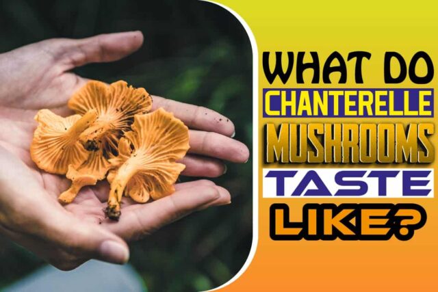 What Do Chanterelle Mushrooms Taste Like