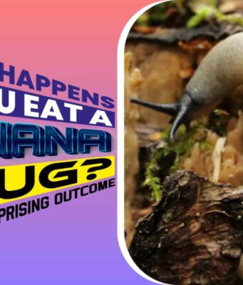 What Happens If You Eat A Banana Slug