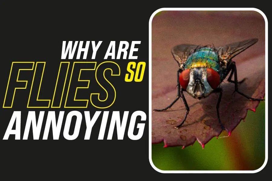 Why Are Flies So Annoying? Dealing with Pesky Insects