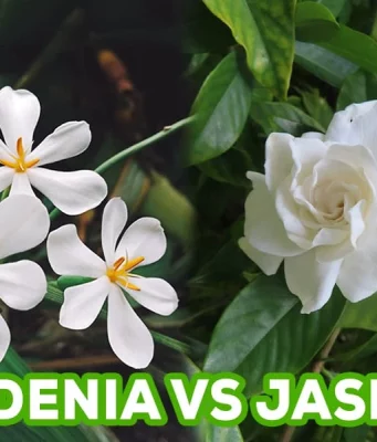 Gardenia Vs. Jasmine