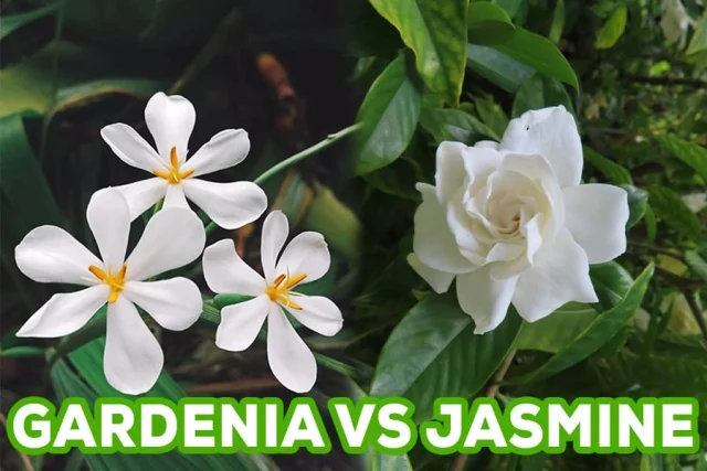Gardenia Vs. Jasmine