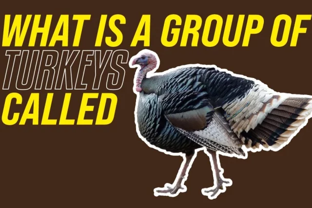 What Is A Group Of Turkeys Called