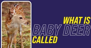 What Is Baby Deer Called