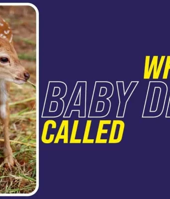 What Is Baby Deer Called
