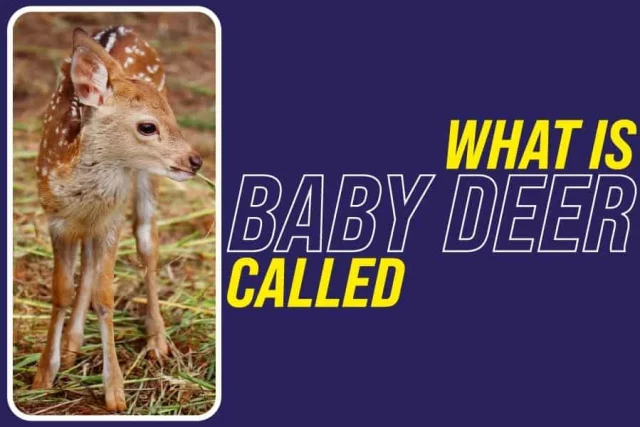 What Is Baby Deer Called