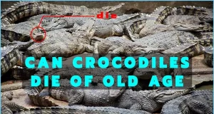 Can Crocodiles Die Of Old Age