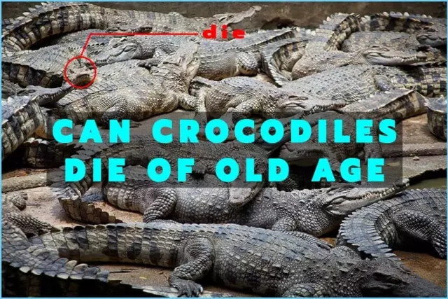 Can Crocodiles Die Of Old Age