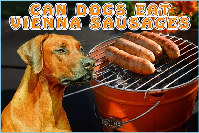 Can Dogs Eat Vienna Sausages