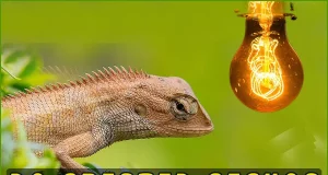  Do Crested Geckos Need A Heat Lamp