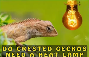  Do Crested Geckos Need A Heat Lamp
