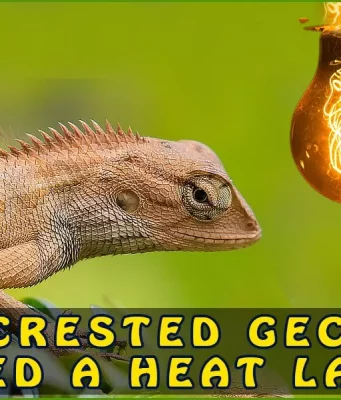  Do Crested Geckos Need A Heat Lamp