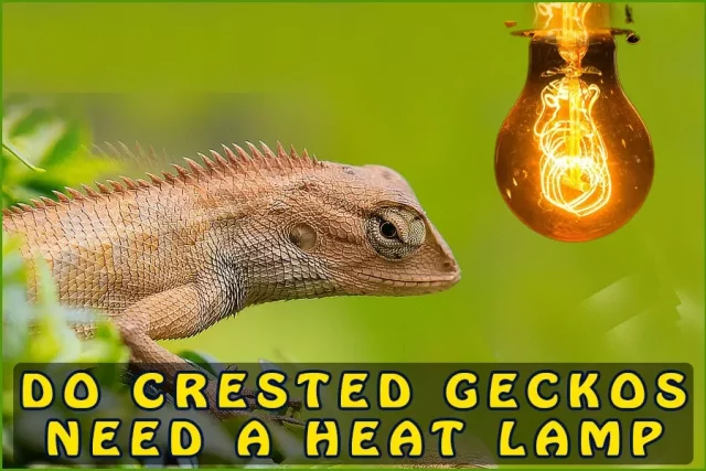  Do Crested Geckos Need A Heat Lamp