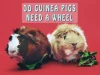 Do Guinea Pigs Need A Wheel
