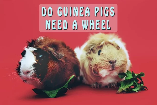 Do Guinea Pigs Need A Wheel