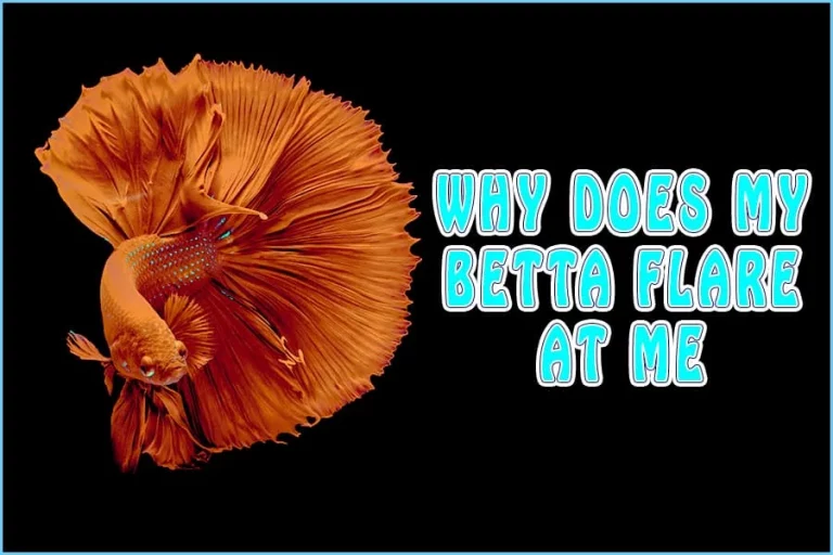 Why Does My Betta Flare At Me: Caring For Your Betta Fish  