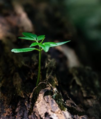 How To Deal With Any Type Of Life Struggle And Emerge Victorious