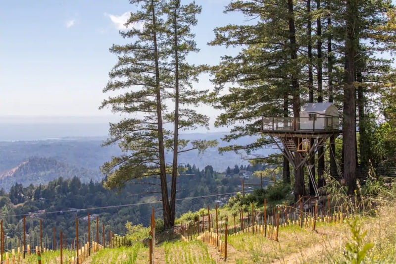 Treehouse In Vineyard