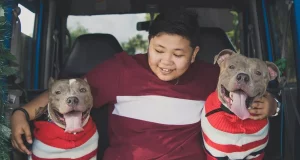 Are Dog Hammocks Safe For The Car