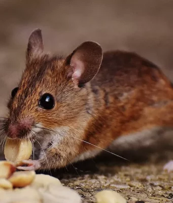 Why It Is Vital To Keep Your Business Establishment Pest-Free