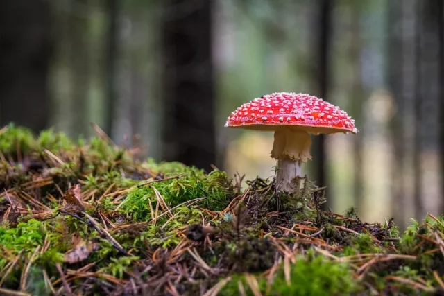 Amazing Benefits Of Eating Amanita Pantherina Mushrooms