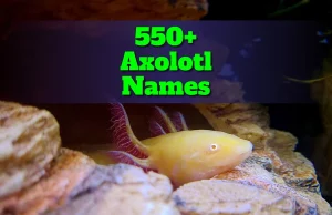 550 + Axolotl Names