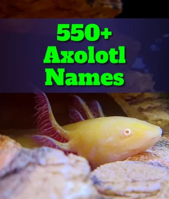 550 + Axolotl Names