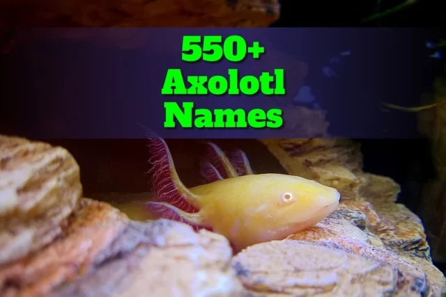 550 + Axolotl Names