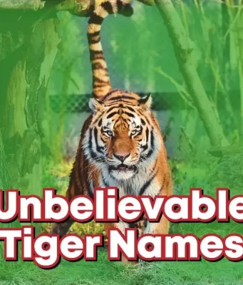 Unbelievable Tiger Names