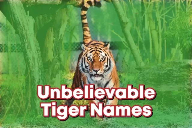 Unbelievable Tiger Names