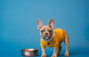 What Are The Pros And Cons Of Raw Feeding For Puppies