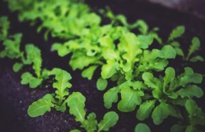 Choosing The Right Microgreen Varieties For Your Garden