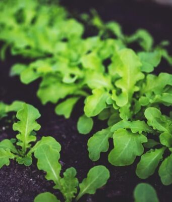Choosing The Right Microgreen Varieties For Your Garden