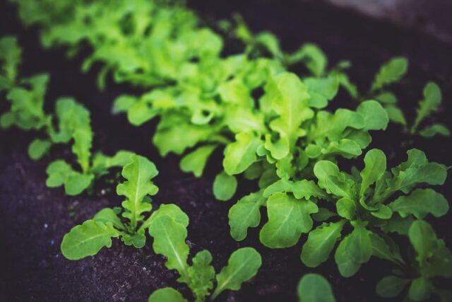 Choosing The Right Microgreen Varieties For Your Garden