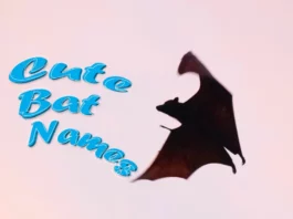 Cute Bat Names