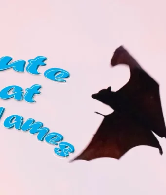 Cute Bat Names