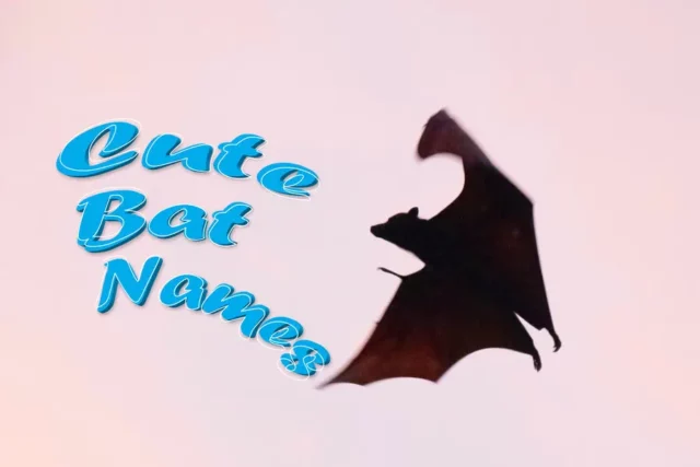 Cute Bat Names