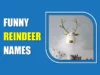 Funny Reindeer Names