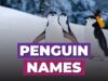 Penguin Names