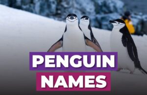 Penguin Names