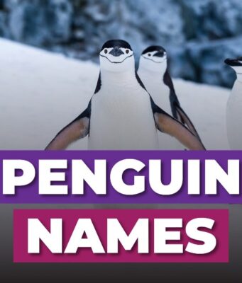 Penguin Names