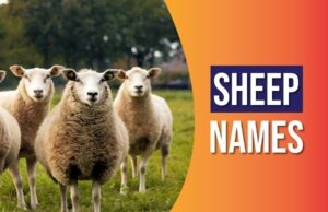 Sheep Names